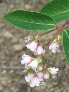 Apocynum androsaemifolium